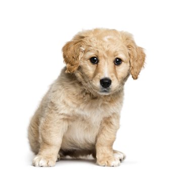 Jack Russell terrier ve Golden retriever, 2 arasında karışık-breed