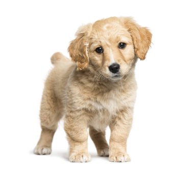 Jack Russell terrier ve Golden retriever, 2 arasında karışık-breed