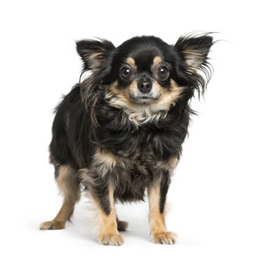 Beyaz arkaplan önünde chihuahua