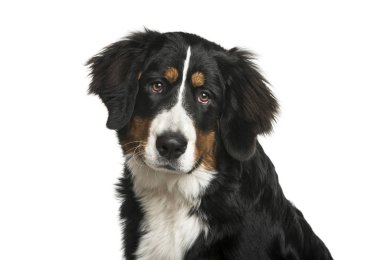 Bernese dağ köpeği, 6 ay yaşlı, beyaz arka plan önünde