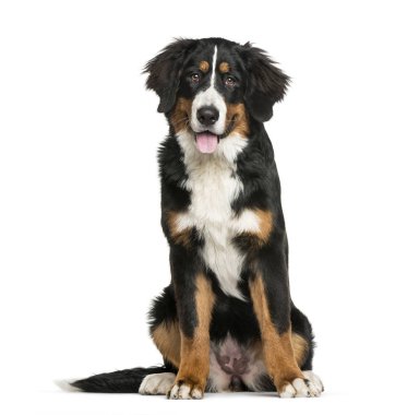 Bernese dağ köpeği, 6 ay yaşlı, beyaz ba önünde oturan