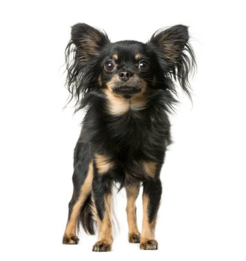 Beyaz arkaplan önünde chihuahua