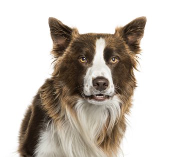 beyaz arkaplan önünde kenarlık çoban köpeği