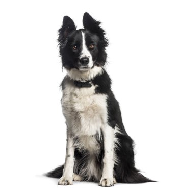 sınır collie, 1 yaşında, beyaz arka plan oturan
