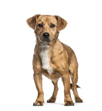 Karışık-breed köpek, 1 yıl beyaz arka plan önünde eski,