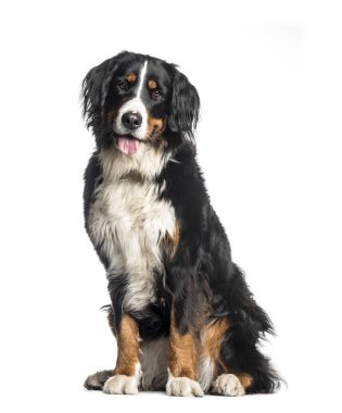 Bernese dağ beyaz arka oturan köpek, 1 yaşında,