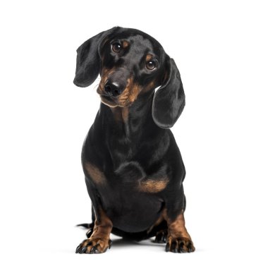 Beyaz ba önünde oturan dachshund, sosis köpek, 1 yaşında,