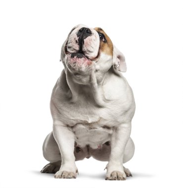 İngilizce Bulldog, 10 ay yaşlı, beyaz backgr önünde oturan