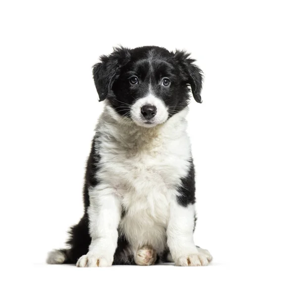 Border Collie, 9 weeks old, sitting in front of white background — Stock Photo, Image
