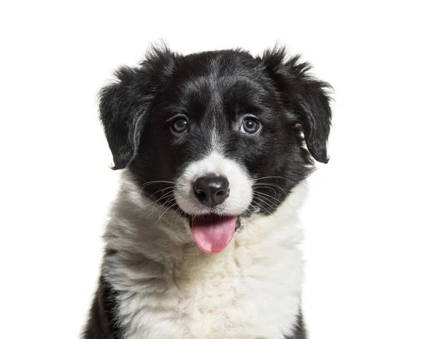 Frontera Collie, 9 semanas de edad, frente al fondo blanco — Foto de Stock