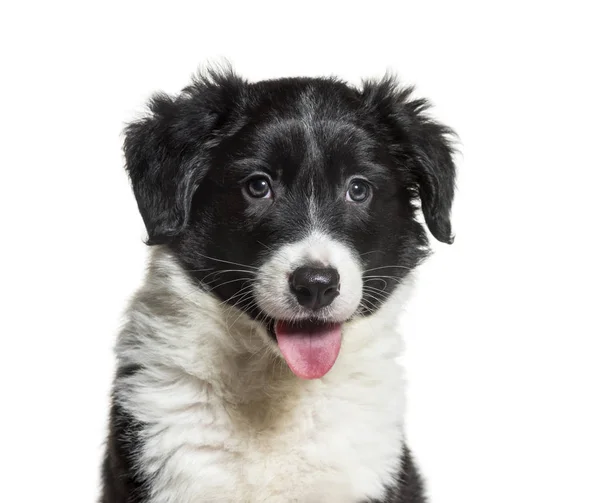 Border Collie, 9 weeks old, in front of white background — Stock Photo, Image