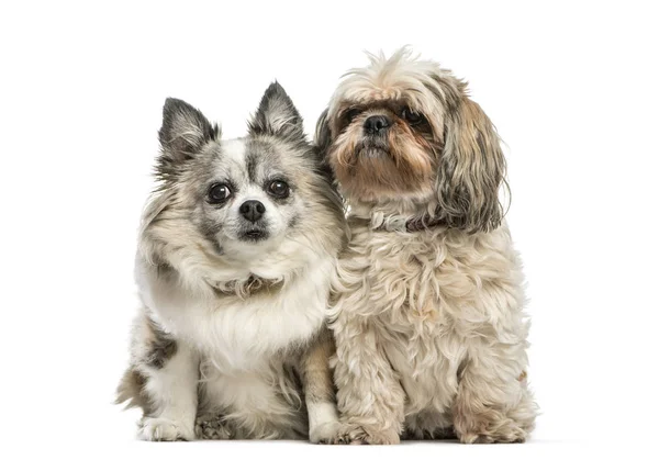 Beyaz arka plan oturan karışık-breed köpek — Stok fotoğraf