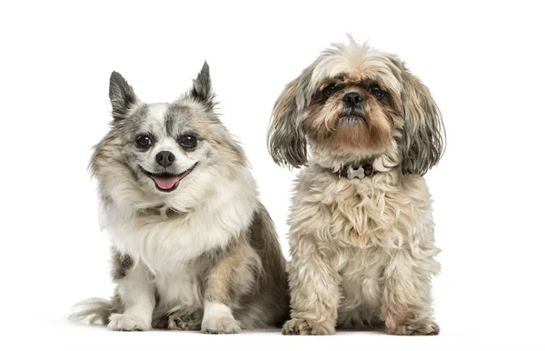 Blandad ras hund sitter framför vit bakgrund — Stockfoto