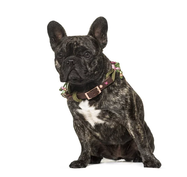 French Bulldog, 2 years old, sitting in front of white backgroun — Stock Photo, Image