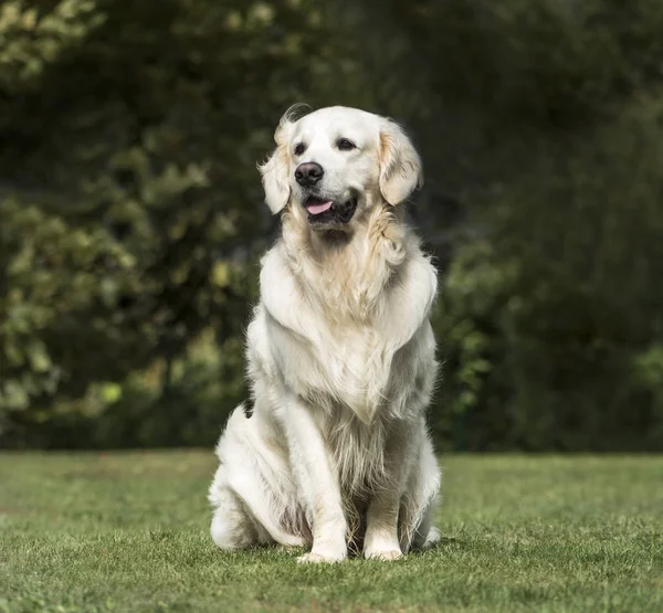 Golden Retriever, 2 years old, in park — Stock Photo, Image