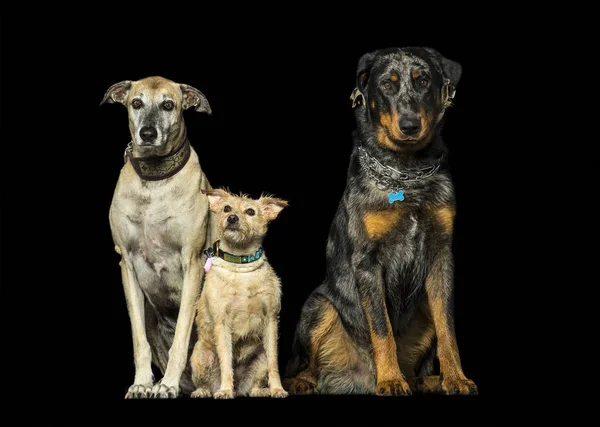 スペインスパニッシュ、混合品種と黒背景があるに対して Beauceron — ストック写真