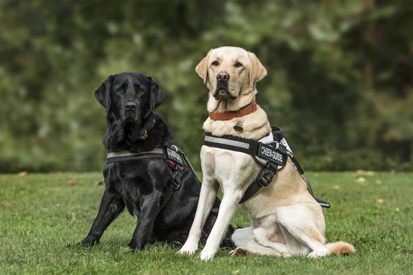Guide dogs, Labrador Retrievers, 7 and 2 years old, in park — Stock Photo, Image