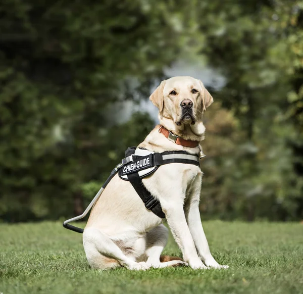 Guide dog Labrador Retriever, 2 года, в парке — стоковое фото