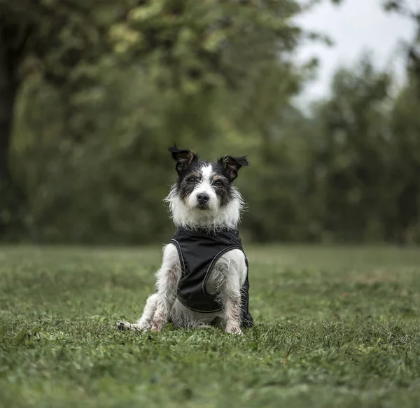Jack Russell Terrier, 3 años, in park —  Fotos de Stock