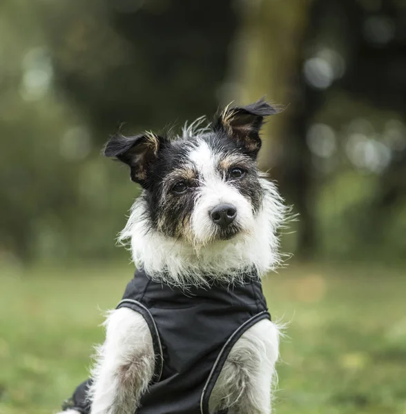 Jack Russell Terrier, 3 años, in park —  Fotos de Stock