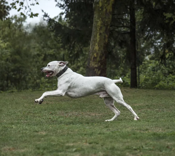 Dogo Argentino, 2 år gammel, løper i park – stockfoto