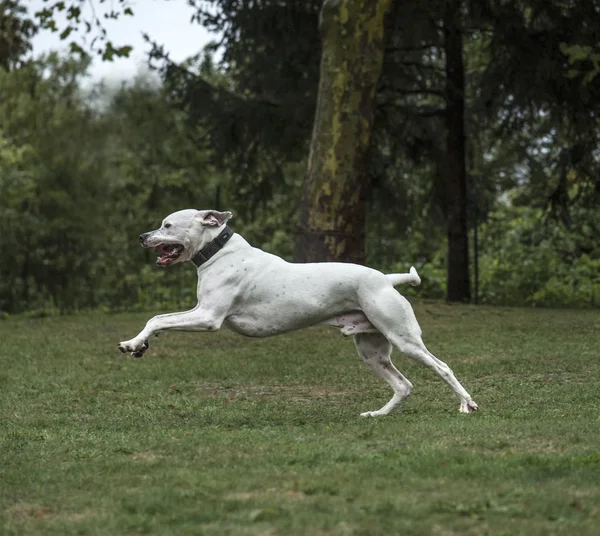 Dogo Argentino, 2 yaşında, parkta çalıştıran — Stok fotoğraf