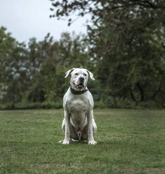 Dogo Argentino, 2 år gammal, i park — Stockfoto