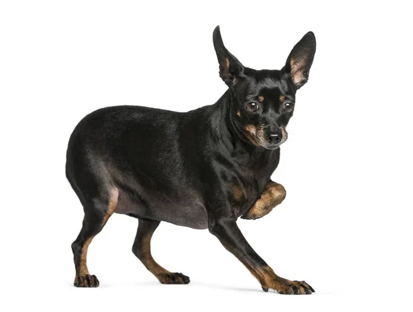 Miniature Pinscher in front of white background — Stock Photo, Image