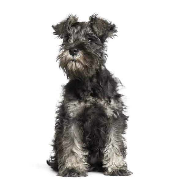 Miniatura Schnauzer, 3 meses, sentado em frente ao bac branco — Fotografia de Stock