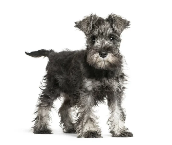 Miniatura Schnauzer, 3 meses, em frente ao fundo branco — Fotografia de Stock