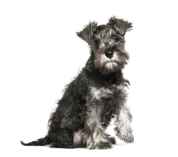 Miniatura Schnauzer, 3 meses, sentado em frente ao bac branco — Fotografia de Stock