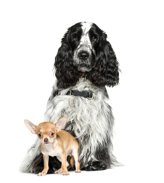 English Cocker Spaniel, Chihuahua, 4 months old, sitting in fron — Stock Photo, Image