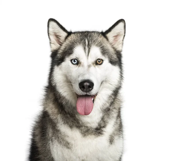 Siberian Husky, 9 months old, in front of white background — Stock Photo, Image