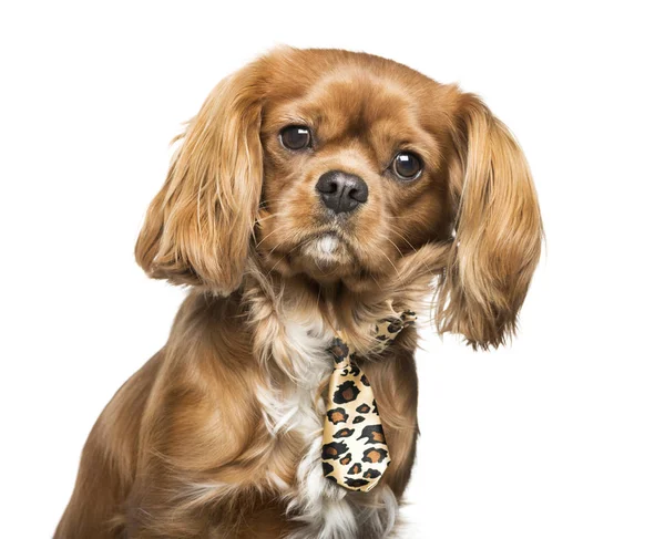 Kavalierkönig Karl Spaniel vor weißem Hintergrund — Stockfoto