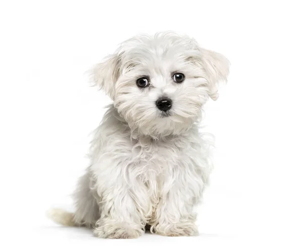 Maltese dog, 3 months old, sitting in front of white background — Stock Photo, Image