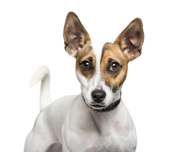 Jack russell terrier in de voorkant van witte achtergrond — Stockfoto
