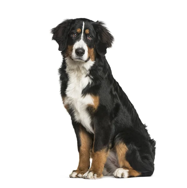 Bernese Mountain Dog, 6 meses, sentado delante de una ba blanca —  Fotos de Stock