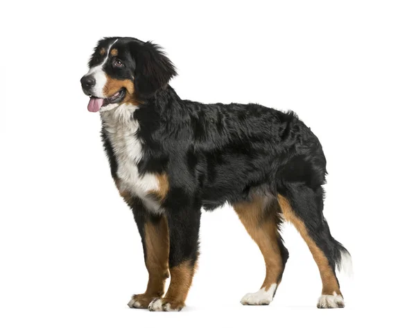 Standing Bernese Mountain Dog, 6 months old, in front of white b — Stock Photo, Image