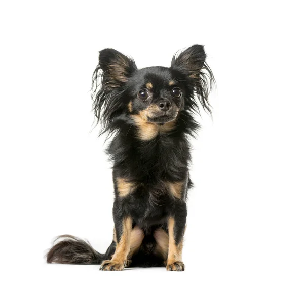 Chihuahua sitting in front of white background — Stock Photo, Image