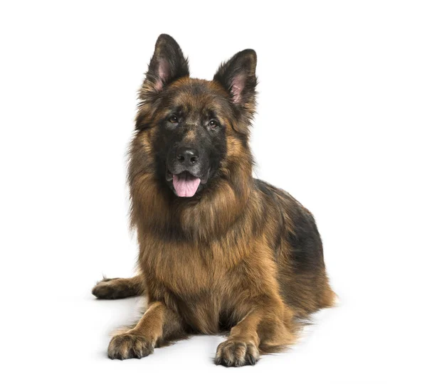 Old German Shepherd Dog lying in front of white background — Stock Photo, Image