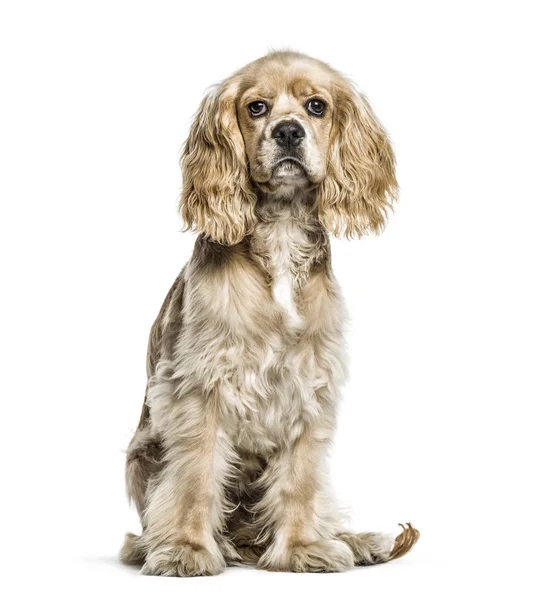 American Cocker Spaniel, 5 months old, sitting in front of white — Stock Photo, Image