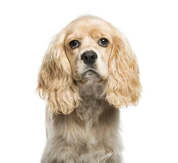 American Cocker Spaniel, 5 months old, in front of white backgro — Stock Photo, Image
