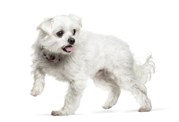 Perro de raza mixta frente a fondo blanco —  Fotos de Stock