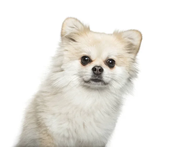 白い背景の前に混合品種犬 — ストック写真