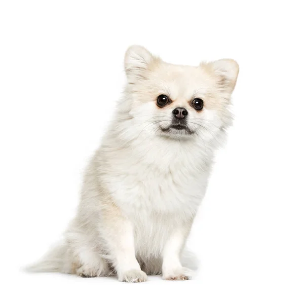 混合品種の犬は白い背景の前に座っています。 — ストック写真