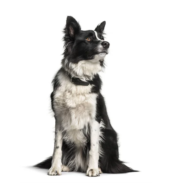 Border collie, 1 jaar oud, zit op witte achtergrond — Stockfoto