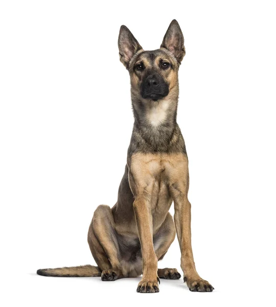 Chien malinois, 2 ans, assis devant fond blanc — Photo