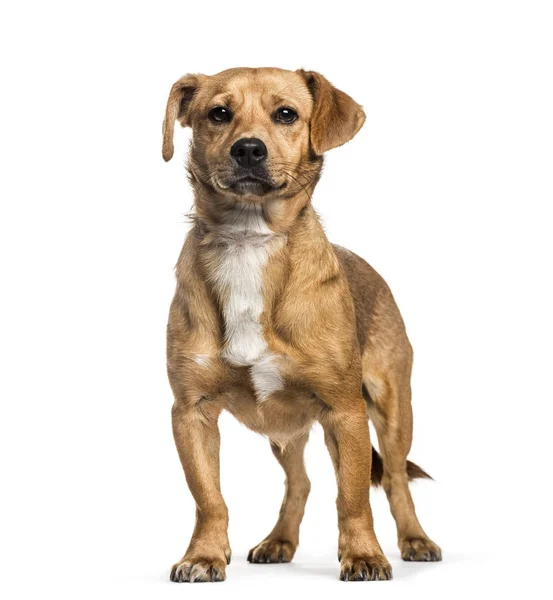 Mischlingshund, 1 Jahr alt, vor weißem Hintergrund — Stockfoto