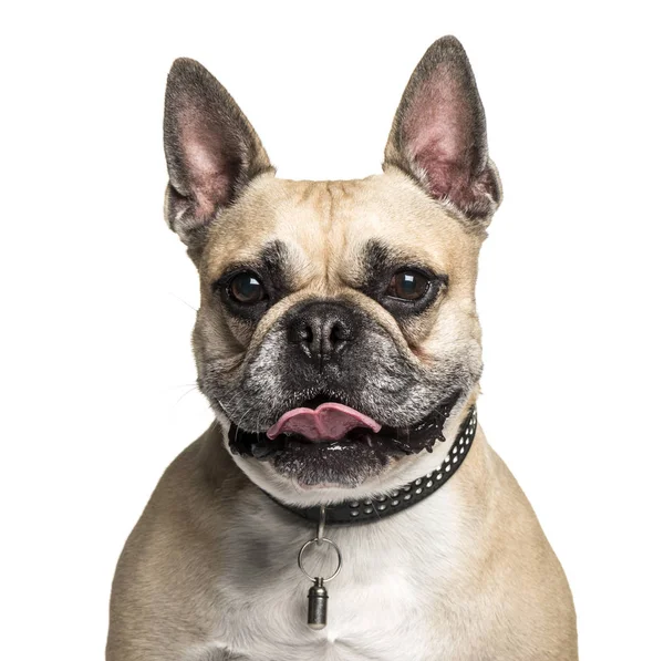 Bouledogue français, 6 ans, devant fond blanc — Photo