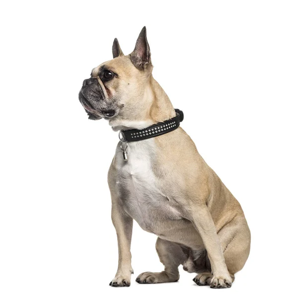 French Bulldog, 6 years old, sitting in front of white backgroun — Stock Photo, Image